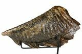 Woolly Mammoth Lower M Molar with Stand - North Sea Deposits #370336-2